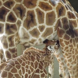 Giraffe calf suckling