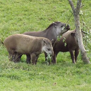 South American Tapirs
