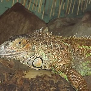 Green Iguana at Knowsley Safari Park 08/09/12