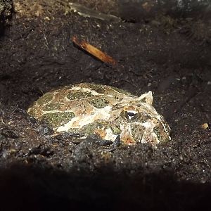 Argentinian Horned Frog at Knowsley Safari Park 08/09/12