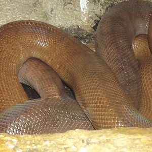Columbian Rainbow Boa at Knowsley Safari Park 08/09/12