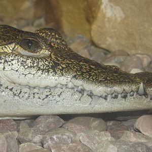 Morelet's Crocodile at Knowsley Safari Park 08/09/12