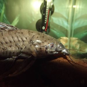 Armoured Catfish at Knowsley Safari Park 08/09/12