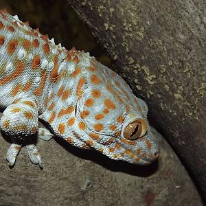Tokay Gecko at Knowsley Safari Park 08/09/12
