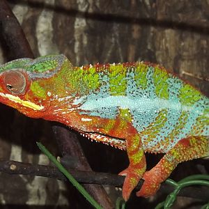 Panther Chameleon at Knowsley Safari Park 08/09/12