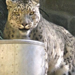 Snow Leopard