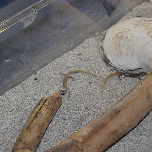 Baby Eyed Skinks (Chalcides ocellatus)