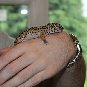 Leopard Gecko