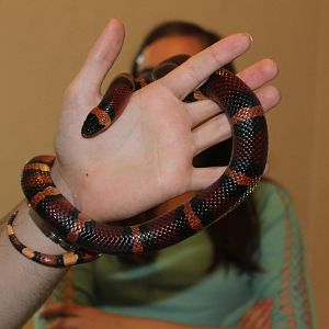 Honduran Milk Snake