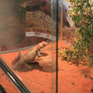 Kenyan Rock Agama (Agama lionotus)