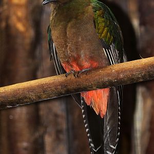Crested Quetzal (Pharomachrus antisianus)