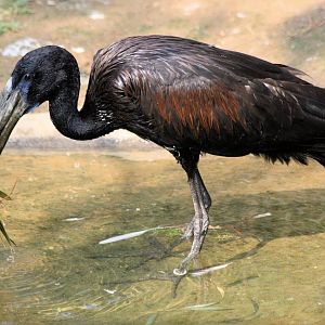 African open-billed stork; Prague; 4th September 2012