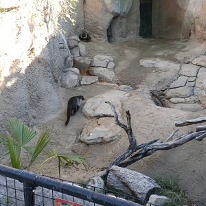 2010 - Ring-Tailed Coati