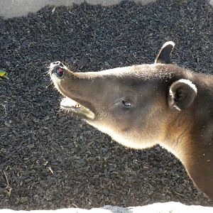 2010 - Barird's Tapir