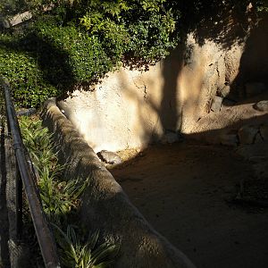 2010 - American Badger