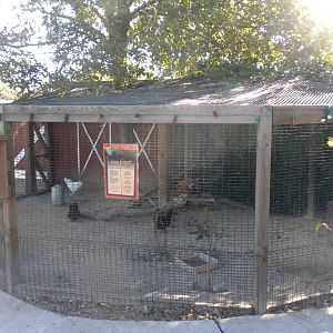 2010 - Chicken aviary