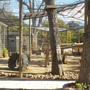 2010 - Hamadryas Baboons