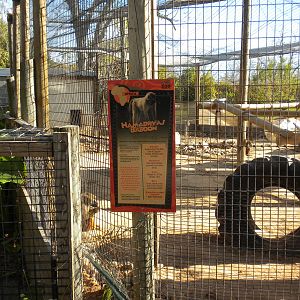 2010 - Hamadryas Baboons