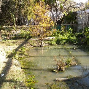 2010 - American Alligator