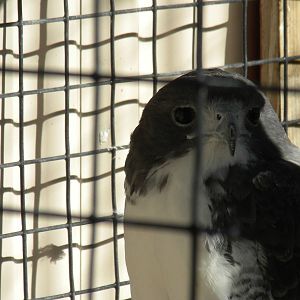 2010 - White-Tailed Hawk