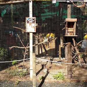 2010 - Cotton-Top Tamarin and Conures