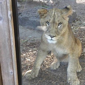 2010 - "Barbary" Lion