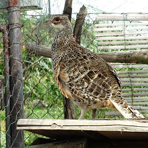 Cheer Pheasant at Autocentrum Boura (Dymokury), 26/08/12