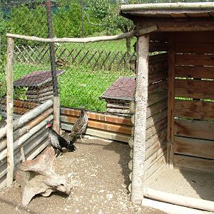 Kalij Aviary at Autocentrum Boura (Dymokury), 26/08/12