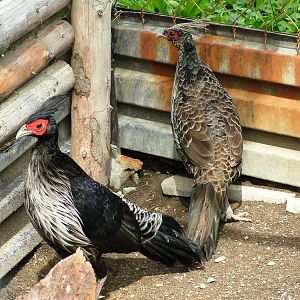 Nepalese Kalij Pair at Autocentrum Boura (Dymokury), 26/08/12