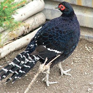 Mikado Pheasant at Autocentrum Boura (Dymokury), 26/08/12