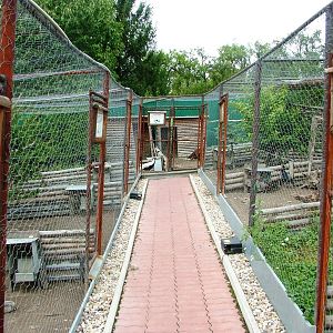 Pheasant Aviaries at Autocentrum Boura (Dymokury), 26/08/12