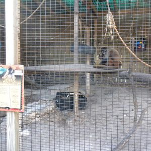 2010 - Black-Handed Spider Monkey