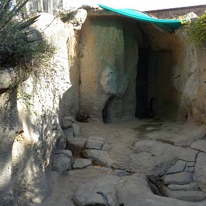 2010 - Ring-Tailed Coati