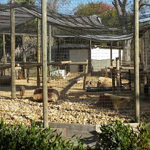 2010 - Hamadryas Baboon