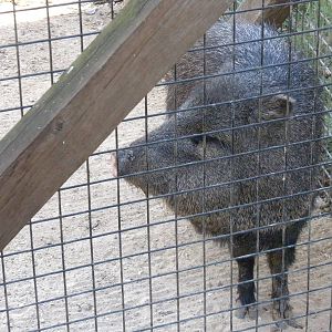 2010 - Collard Peccary