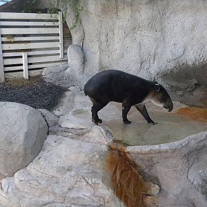 2010 - Baird's Tapir