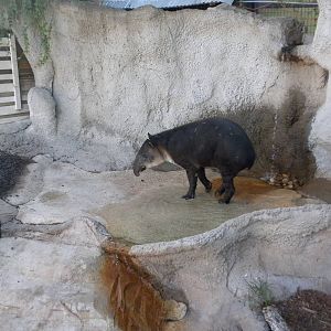 2010 - Baird's Tapir