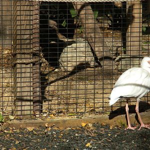 2010 - White Ibis