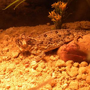 2010 - Texas Horned Lizard