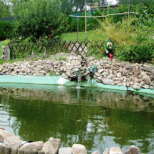 Duck Pond at Autocentrum Boura (Dymokury), 26/08/12