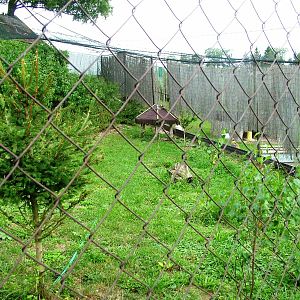 Capercaillie Aviary at Autocentrum Boura (Dymokury), 26/08/12