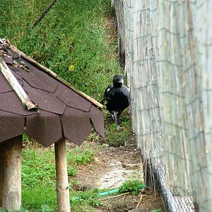 Capercaillie at Autocentrum Boura (Dymokury), 26/08/12