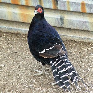 Mikado Pheasant at Autocentrum Boura (Dymokury), 26/08/12