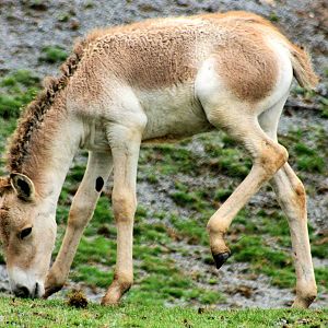 Kulan foal; Plzen; 1st September 2012