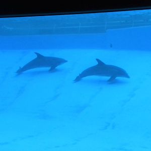 2010 - Dolphins