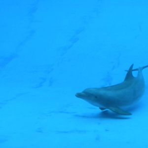 2010 - Dolphins