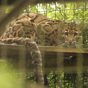 clouded leopard