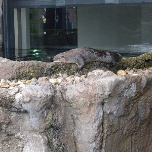 2010 - River Otters