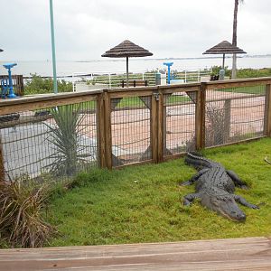 2010 - American Alligator