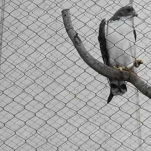 2010 - White-Tailed Hawk